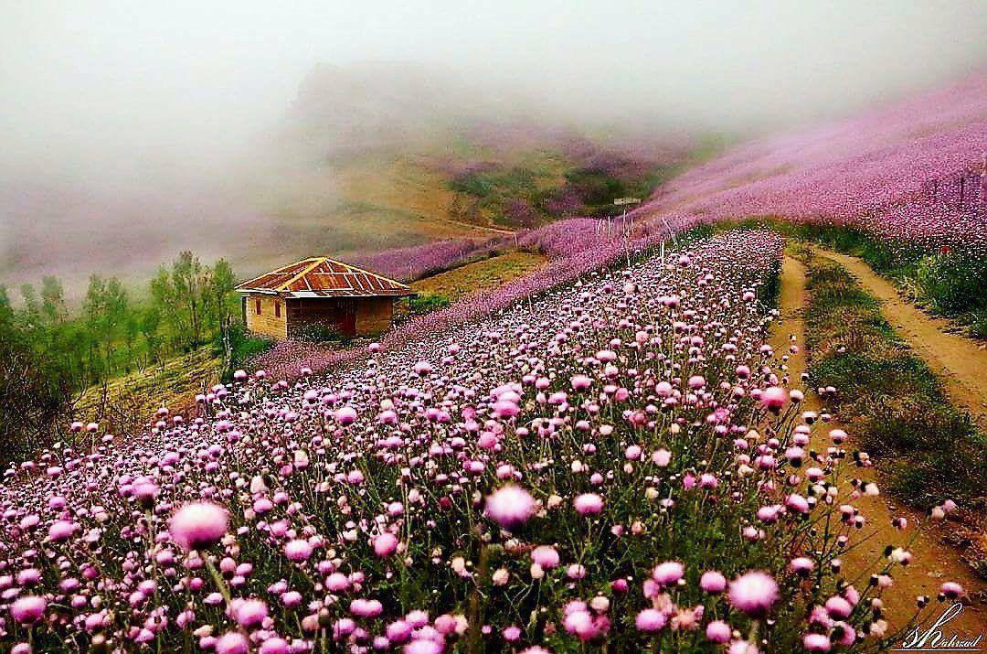 تصویر کوچک